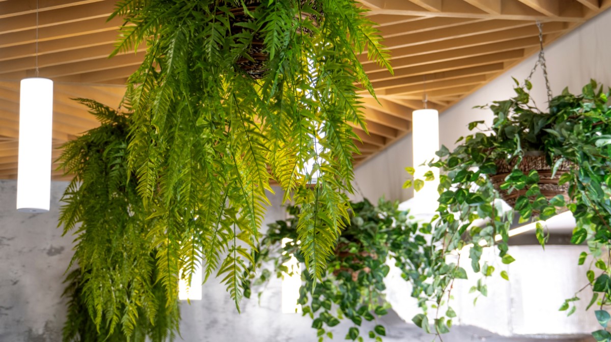 green plants hanging from the roof