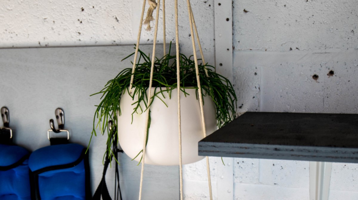 plant in a white pot hanging from the ceiling